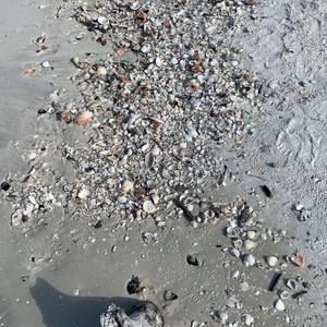 Meet your Posher, Frankie